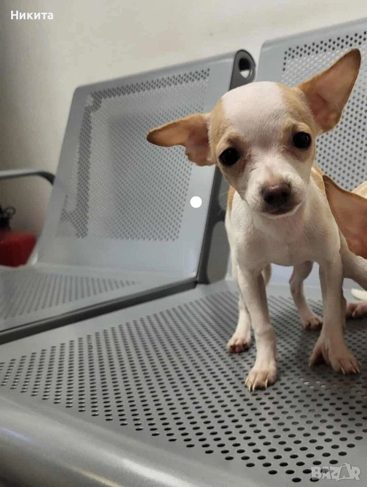 пинчер, снимка 1