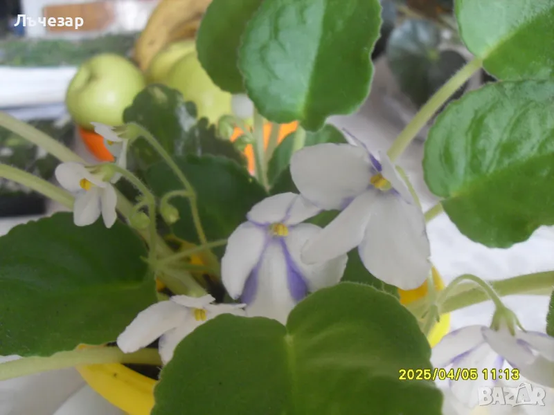 Продавам теменужка, снимка 1