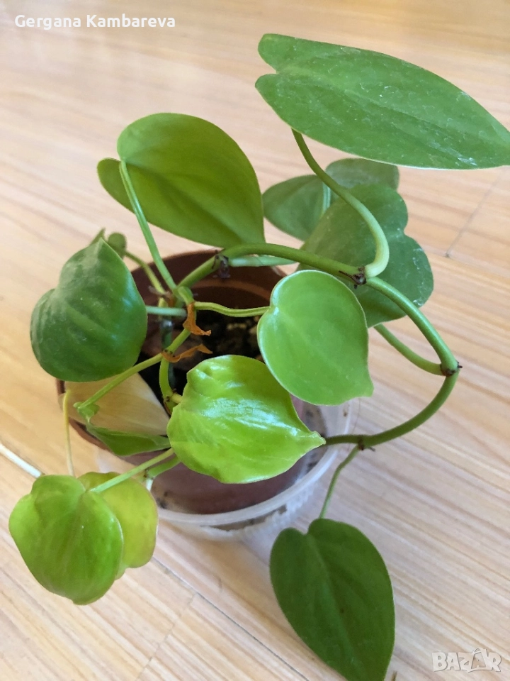 Philodendron Lemon Lime , снимка 1