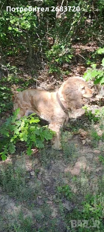 Кокер шпанйол женско на 6 г., снимка 1