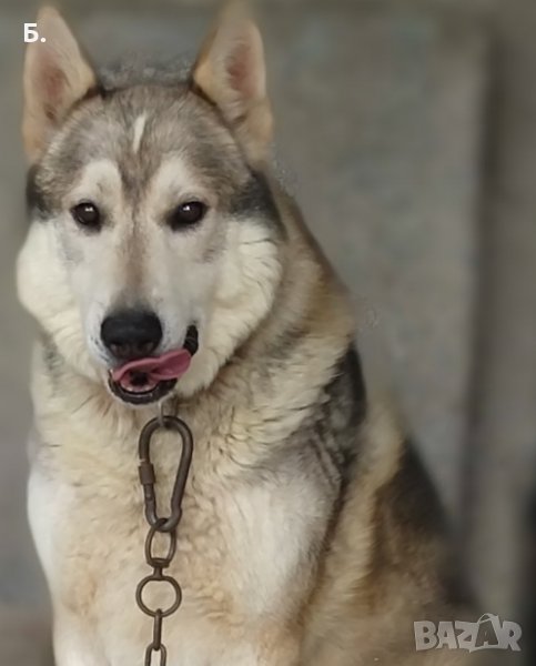  Тамаскан търся женска, снимка 1