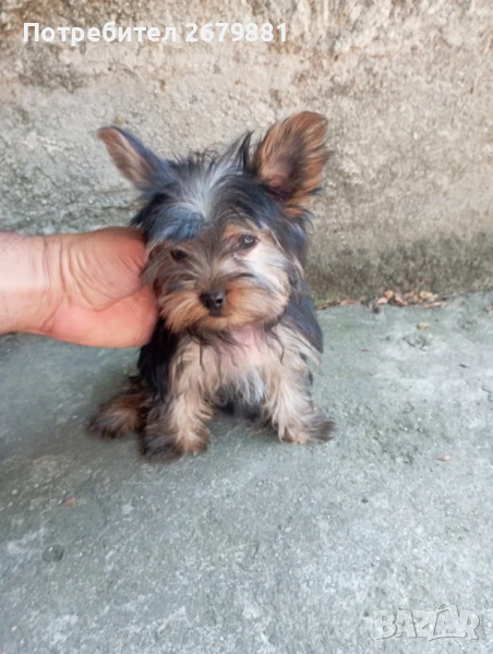 Мини йоркширски териери , снимка 1