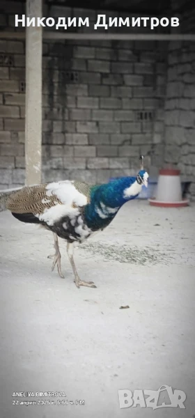 млади мъжки пауни, снимка 1