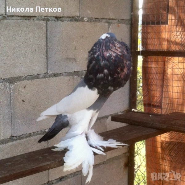 Седлати болани, снимка 1