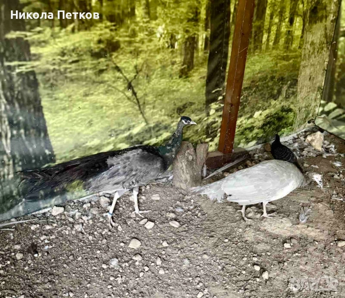  Пауни опал, снимка 1