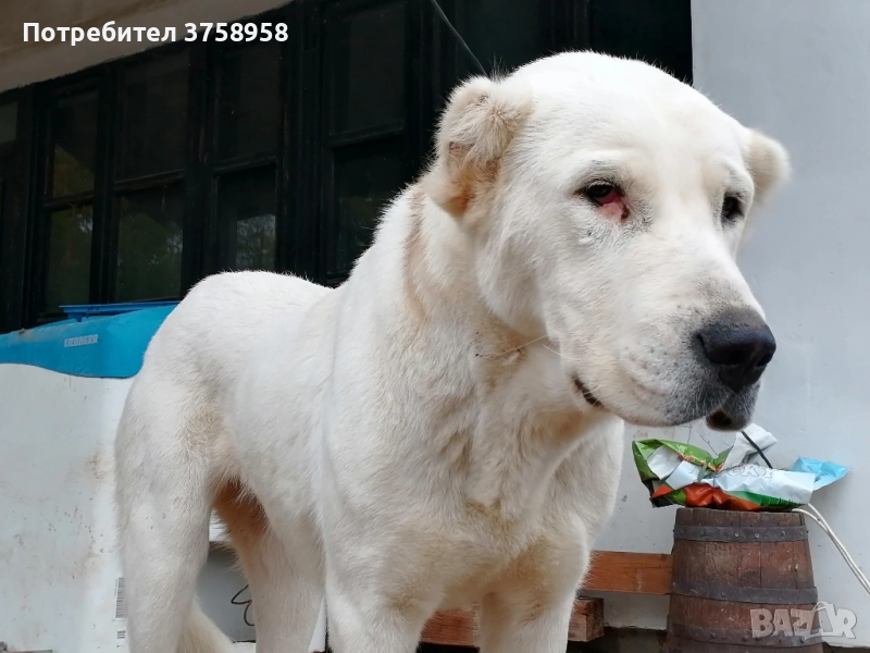 продавам алабаи женски на 1г, снимка 1