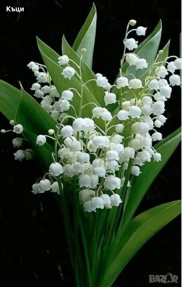 Корен /луковички от Момина сълза., снимка 1