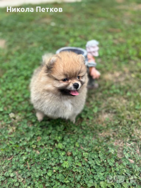 Померан, снимка 1