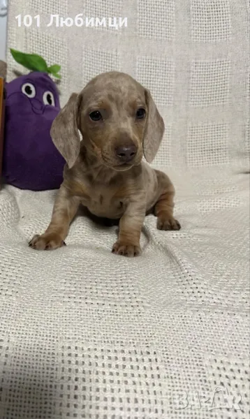  Дакел мини, снимка 1