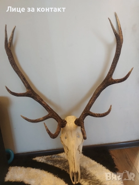 Трофейни рога от елен с череп, снимка 1