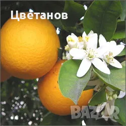 Грейпфрут сорт Марш Сийдлес, снимка 1