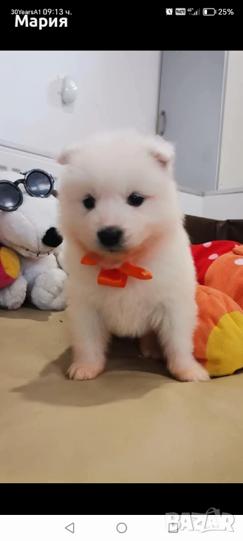 Прекрасно женско самоедче, снимка 1