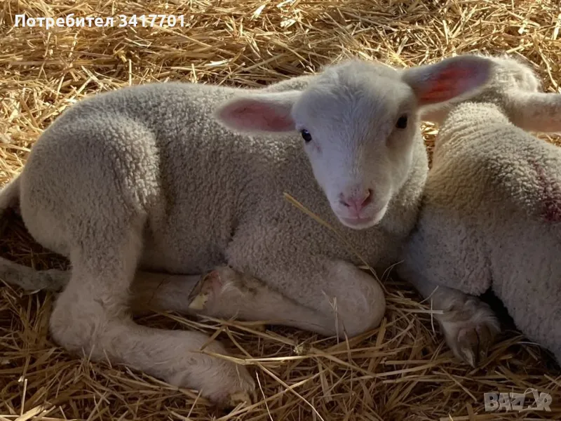 Агнета Ил дьо Франс под селекция , снимка 1