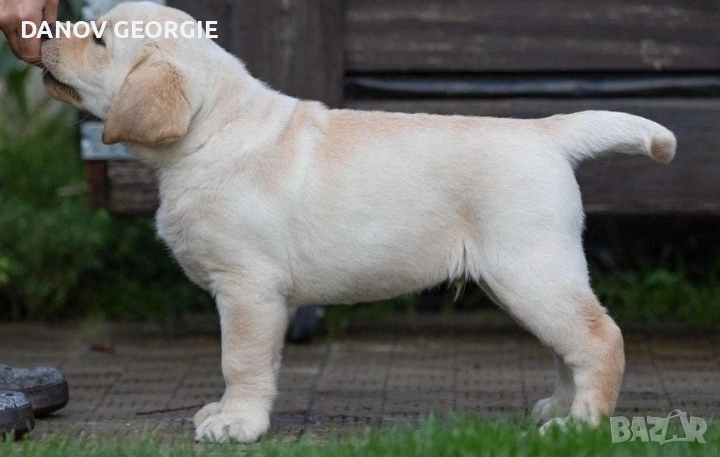 Чистокръвни Лабрадор ретривър мс.ваксини,чип+паспорт, снимка 1