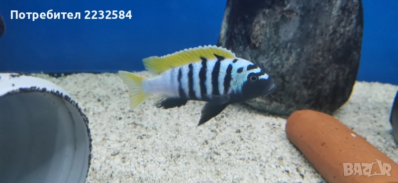 Рибки Африкански цихлиди, снимка 1
