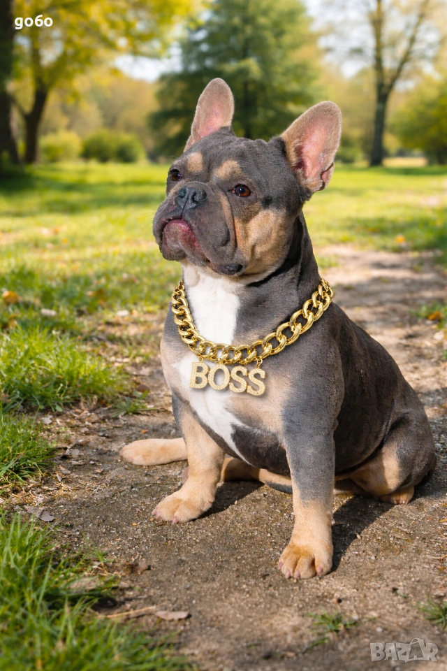 Мъжки френски булдог за разплод , снимка 1