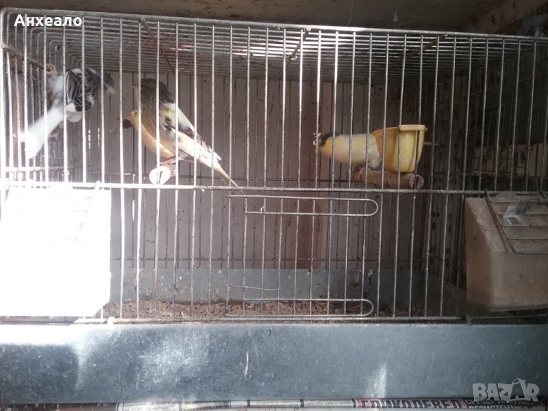 Продавам певчески канари, снимка 1