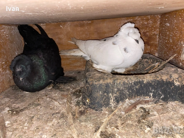 Демкежи, снимка 4 - Гълъби - 47308089