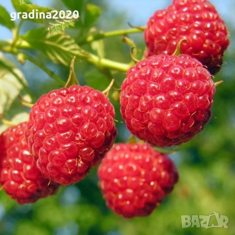 Малини микс  - Сортови , снимка 4 - Разсади - 33193506