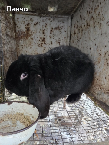 Продавам зайци, снимка 5 - Други - 46921009