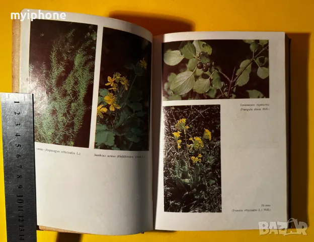 Стара Книга Билките в България и Използването им Иван Исаев, снимка 8 - Специализирана литература - 49430130