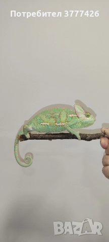 Йеменски Хамелеон / Chamaeleo calyptratus