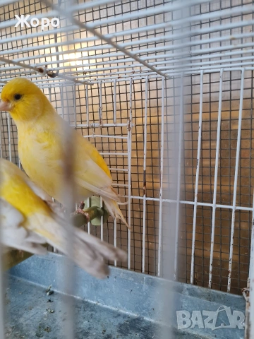 Продавам канари фай фенси , снимка 15 - Канари - 53018067