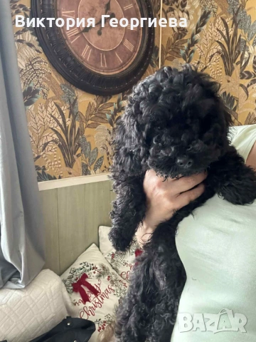 Мини Пудел , снимка 7 - Пудели - 53316077