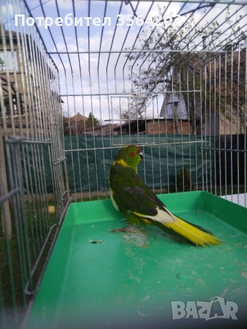 Младо мъжко Какарики, от тази година! , снимка 3 - Папагали - 52505405