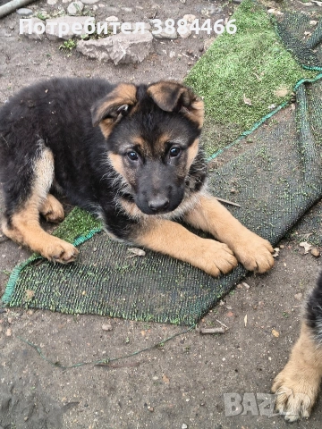 женска немска овчарка, снимка 2 - Други животни - 53328179