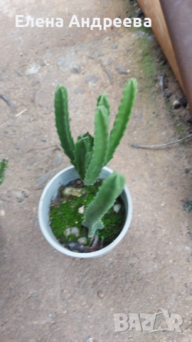 Сукулентно растение СТАПЕЛИЯ, снимка 4 - Стайни растения - 52028370