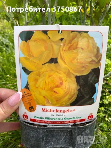 🌹 РОЗА 🌹 MICHELANGELO ® Meitelov 🌹, снимка 10 - Градински цветя и растения - 49671901