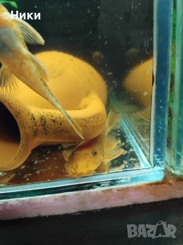 Анциструси супер ред и обикновени 