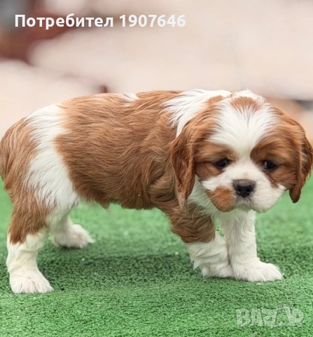 Кавалер Кинг Чарлз, снимка 5 - Кавалер кинг чарлз шпаньол - 53346775