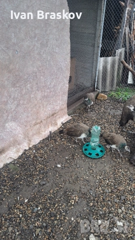 пауни индийски , снимка 9 - Кокошки и пуйки - 52198006