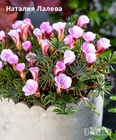 Оксалис, Oxalis VERSICOLOR Autumn pink