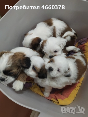 Ши тсу, снимка 11 - Ши Тцу - 52532871