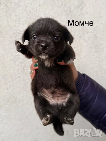 Мини чихупинчери , снимка 8 - Чихуахуа - 52724080