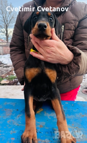 Доберманчета с родословни родители, снимка 7 - Доберман - 52974860