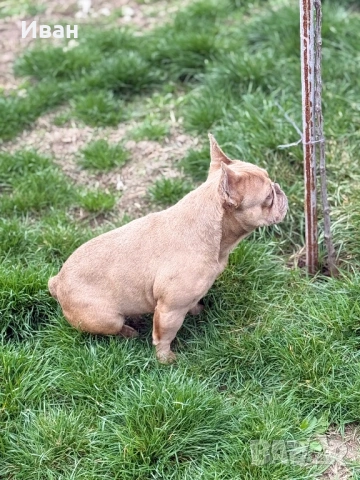 Френски Булдог, снимка 6 - Френски булдог - 53140404