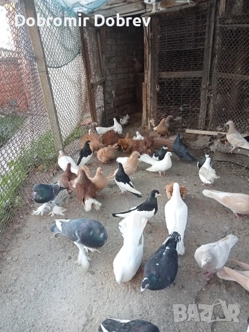 Гълаби , снимка 14 - Гълъби - 52928655