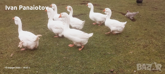 продавам холмогорски гъски , снимка 4 - Патици и гъски - 53451879