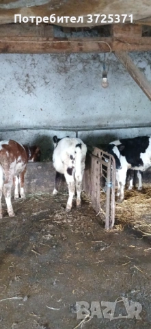 Продавам 6 бр телета , снимка 4 - Крави - 53295775