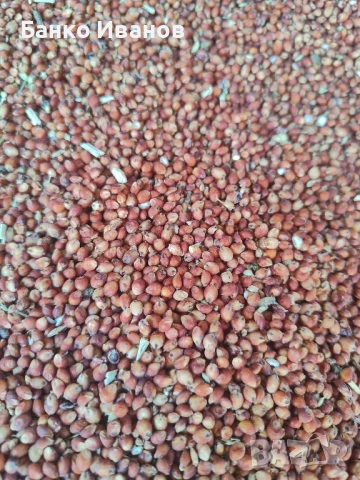 Сорго Червено и Бяло, снимка 2 - За птици - 51654330
