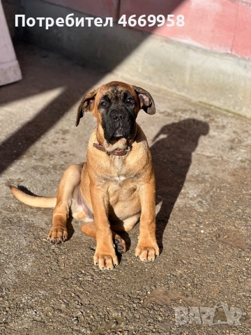 Кане Корсо, снимка 7 - Кане корсо - 52669037