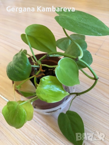 Philodendron Lemon Lime 