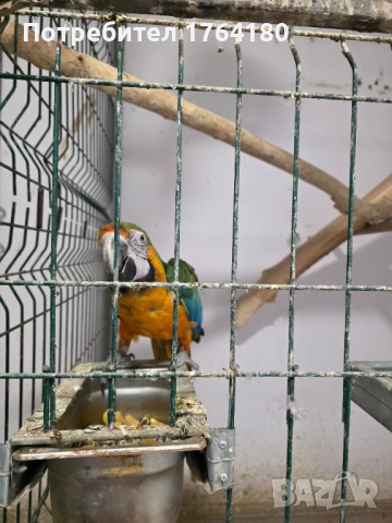 Три двойки папагали ара , снимка 14 - Папагали - 52920223