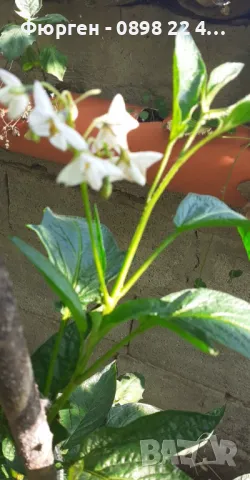  Пепино - Пъпешово дърво СЕЗОННА РАЗПРОДАЖБА !!!, снимка 6 - Разсади - 50425707