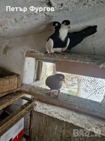Продавам 2  чифта      акмани, снимка 8 - Гълъби - 53535023