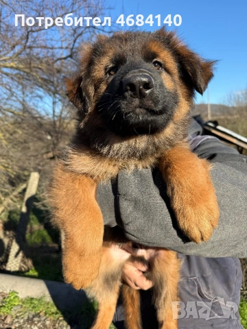 Немска овчарка с дълъг косъм с родословие , снимка 7 - Немска овчарка - 52807212